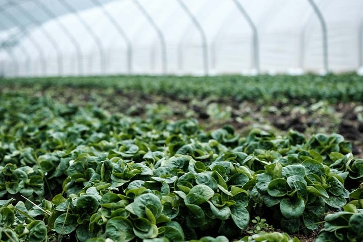 Elimination of Water-Intensive Crops and Expansion of Greenhouses