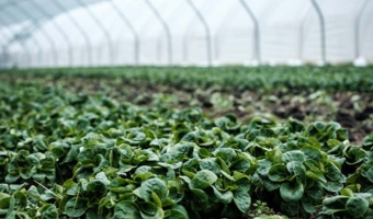 Elimination of Water-Intensive Crops and Expansion of Greenhouses
